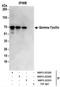 Taxilin Gamma antibody, NBP2-22329, Novus Biologicals, Immunoprecipitation image 