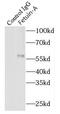 Alpha 2-HS Glycoprotein antibody, FNab03081, FineTest, Immunoprecipitation image 
