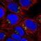 Pyridoxal Dependent Decarboxylase Domain Containing 1 antibody, NBP2-30594, Novus Biologicals, Immunocytochemistry image 