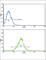 Interleukin-18 receptor accessory protein antibody, abx034109, Abbexa, Western Blot image 