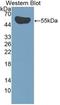 Interleukin-35 antibody, LS-C693361, Lifespan Biosciences, Western Blot image 