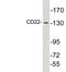 CD22 Molecule antibody, LS-C199794, Lifespan Biosciences, Western Blot image 