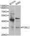 FOS Like 2, AP-1 Transcription Factor Subunit antibody, abx002071, Abbexa, Western Blot image 