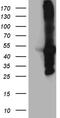 Myosin Binding Protein C, Fast Type antibody, TA811203, Origene, Western Blot image 