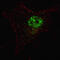 Pyruvate Dehydrogenase Complex Component X antibody, MBS9213277, MyBioSource, Immunofluorescence image 
