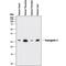 Neurogenin 3 antibody, MAB3444, R&D Systems, Western Blot image 