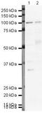 Splicing Factor Proline And Glutamine Rich antibody, PA5-19663, Invitrogen Antibodies, Western Blot image 