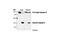 Caspase 6 antibody, 9762T, Cell Signaling Technology, Western Blot image 