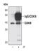 Cyclin Dependent Kinase 9 antibody, MA5-14912, Invitrogen Antibodies, Immunoprecipitation image 