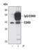 Cyclin Dependent Kinase 9 antibody, MA5-14912, Invitrogen Antibodies, Immunoprecipitation image 