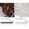 C2 Calcium Dependent Domain Containing 2 antibody, NBP2-33941, Novus Biologicals, Immunohistochemistry paraffin image 