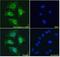 Asporin antibody, PA5-18352, Invitrogen Antibodies, Immunofluorescence image 