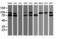 Putative endoplasmin-like protein antibody, LS-C173695, Lifespan Biosciences, Western Blot image 