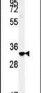 Family With Sequence Similarity 92 Member A antibody, PA5-25095, Invitrogen Antibodies, Western Blot image 