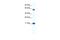 Zinc Finger Protein 554 antibody, A17633, Boster Biological Technology, Western Blot image 