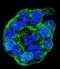 WT1 Interacting Protein antibody, LS-B12765, Lifespan Biosciences, Immunofluorescence image 