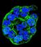 Wilms tumor protein 1-interacting protein antibody, LS-B12765, Lifespan Biosciences, Immunofluorescence image 