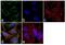 Catalase antibody, LF-MA0010, Invitrogen Antibodies, Immunofluorescence image 