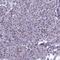 Arginine And Serine Rich Coiled-Coil 1 antibody, HPA044792, Atlas Antibodies, Immunohistochemistry frozen image 