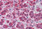 Karyopherin Subunit Alpha 6 antibody, MBS247830, MyBioSource, Immunohistochemistry frozen image 