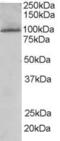 TAO Kinase 3 antibody, 45-787, ProSci, Enzyme Linked Immunosorbent Assay image 