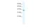 Cation channel sperm-associated protein 2 antibody, A08041, Boster Biological Technology, Western Blot image 