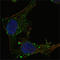 GA Binding Protein Transcription Factor Subunit Alpha antibody, STJ98095, St John