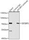 Insulin Like Growth Factor 2 MRNA Binding Protein 3 antibody, GTX32680, GeneTex, Immunoprecipitation image 