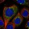 Isoleucyl-TRNA Synthetase 2, Mitochondrial antibody, NBP1-84637, Novus Biologicals, Immunocytochemistry image 