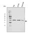 Sorcin antibody, A00222-2, Boster Biological Technology, Western Blot image 