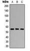 Transcription Factor CP2 Like 1 antibody, LS-C354500, Lifespan Biosciences, Western Blot image 