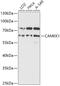 Calcium/Calmodulin Dependent Protein Kinase Kinase 1 antibody, 16-726, ProSci, Western Blot image 