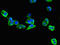 Eukaryotic Translation Initiation Factor 3 Subunit C antibody, LS-C397331, Lifespan Biosciences, Immunofluorescence image 