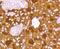 Synuclein Alpha antibody, NBP2-67537, Novus Biologicals, Immunohistochemistry paraffin image 