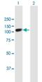 SRY-Box 6 antibody, H00055553-B01P, Novus Biologicals, Western Blot image 