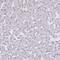 Telomerase Reverse Transcriptase antibody, HPA054641, Atlas Antibodies, Immunohistochemistry frozen image 