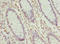 Zinc Finger AN1-Type Containing 3 antibody, orb40641, Biorbyt, Immunohistochemistry paraffin image 