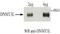 DNA Methyltransferase 3 Like antibody, GTX23493, GeneTex, Immunoprecipitation image 