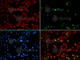 Small Ubiquitin Like Modifier 1 antibody, A2130, ABclonal Technology, Immunofluorescence image 