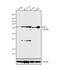 Polo Like Kinase 1 antibody, 37-7100, Invitrogen Antibodies, Western Blot image 