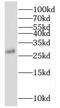 Myelin Oligodendrocyte Glycoprotein antibody, FNab05267, FineTest, Western Blot image 