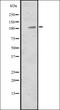 Mindbomb E3 Ubiquitin Protein Ligase 2 antibody, orb335393, Biorbyt, Western Blot image 