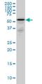 Rh Family C Glycoprotein antibody, H00051458-M06, Novus Biologicals, Western Blot image 