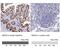 Monoamine Oxidase A antibody, NBP2-38868, Novus Biologicals, Immunohistochemistry paraffin image 