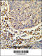 SH2 Domain Containing 1B antibody, 63-792, ProSci, Immunohistochemistry paraffin image 