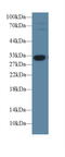 Insulin Like Growth Factor Binding Protein 1 antibody, LS-C294652, Lifespan Biosciences, Western Blot image 