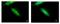 Drebrin Like antibody, NBP1-31026, Novus Biologicals, Immunofluorescence image 