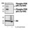 Phosphatidylinositol 3-Kinase Catalytic Subunit Type 3 antibody, PA5-17387, Invitrogen Antibodies, Western Blot image 