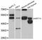 Keratin 15 antibody, abx126070, Abbexa, Western Blot image 