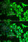 Aryl Hydrocarbon Receptor Interacting Protein Like 1 antibody, A6458, ABclonal Technology, Immunofluorescence image 
